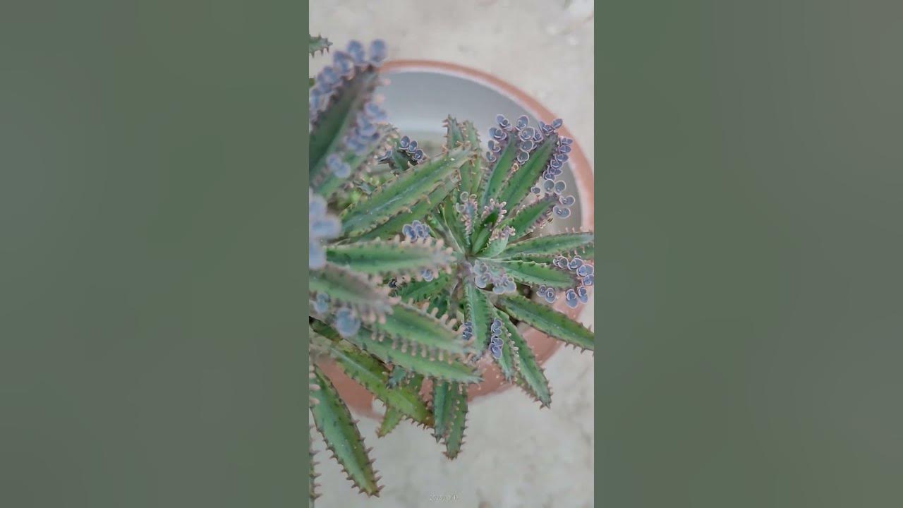 Mother of Millions Plant| Kalanchoe Delagoensis| Chandelier Plant|#kalanchoe #plants #garden #shorts