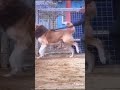 Dogs like lion  Central Asian shepherd dogs alabai の動画、YouTube動画。