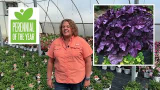 What are the Proven Winners Plants of the Year for 2023