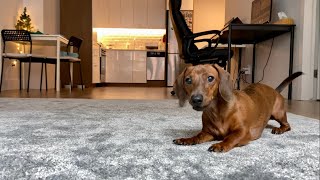 Mini dachshund is happy to be back from vacation #zoomies