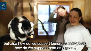 ‘LemurLounge’ offers zoo animals the chance to chill to sounds of their choosing by University of Glasgow 161 views 9 days ago 2 minutes, 12 seconds