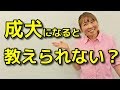 【犬 しつけ】成犬になると教えにくいこと【犬のしつけ＠横浜】by遠藤エマ先生