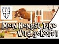 Mein Hengst Tino wird gekört - ZfdP Körung 2019