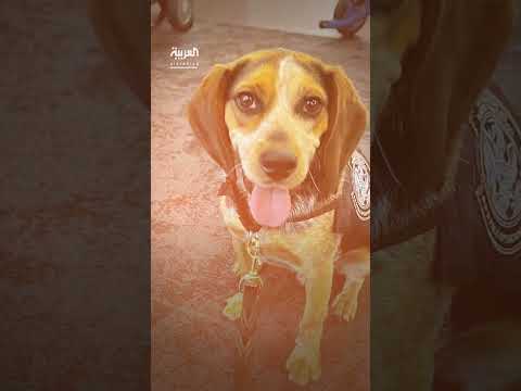 ترحيل مصري من أمريكا لاعتدائه على كلب جمارك