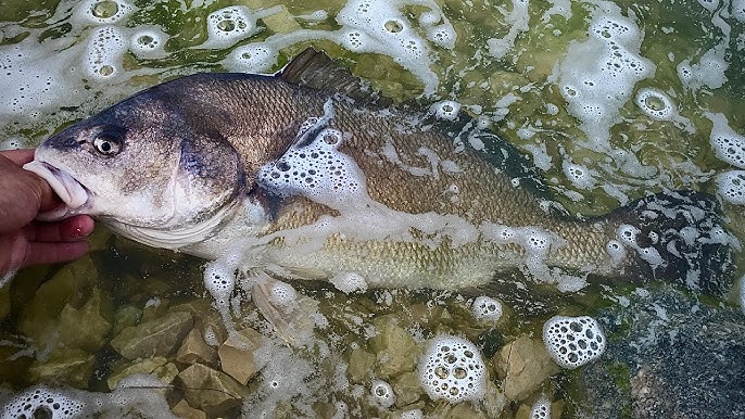 Freshwater Drum, Gasper Goo is Poor Mans Lobster, Catch and Cook 