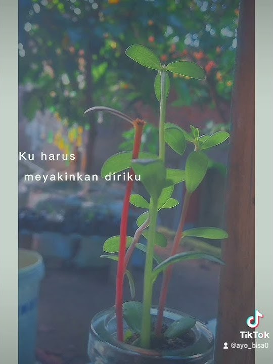 Sammy Simorangkir-Tak mampu pergi (Lirik lagu Status Wa 30 detik)