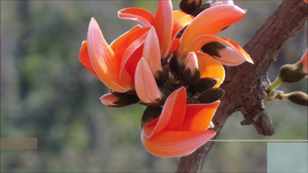 Tesu (Palash) | Natural Colors | Medicinal Benefits of Tesu Flower | Natural Remedy for Skin &Health
