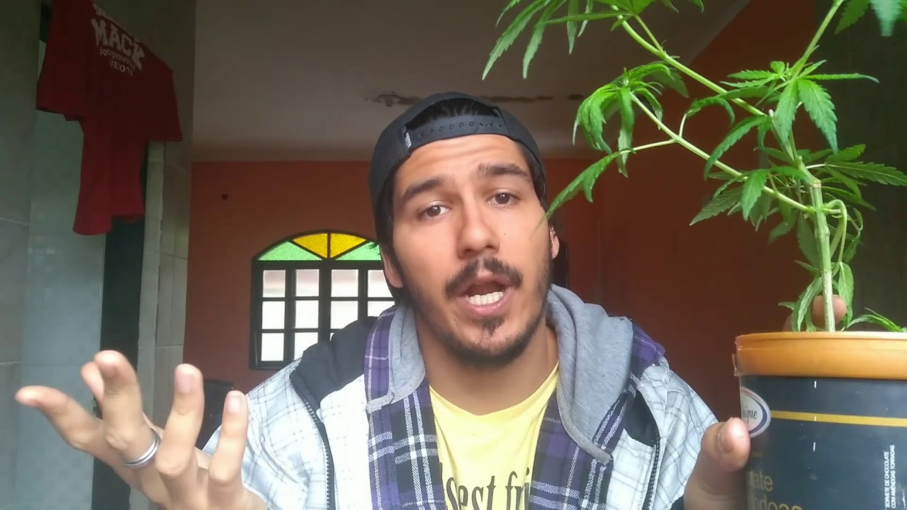 Planta macho(Cannabis)