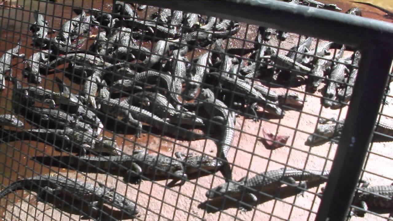 Feeding baby alligators, Everglades Alligator Farm, Key Largo, Florida