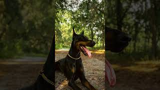 5 things you didn't know about Doberman Pinscher dogs #shortvideo  #doberman #dobermandog