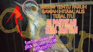 perbedaan cipar/ciblek pari jantan dan betina real 1000% akurat