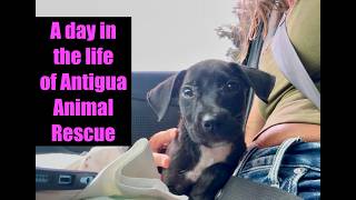 Incredible updates, Socks flies to Canada & puppy emergency