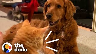 Kitten Found In Parking Lot Growled At His Golden Retriever Sister When They First Met | The Dodo by The Dodo 1,257,178 views 8 days ago 3 minutes, 12 seconds