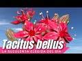 Tacitus bellus la suculenta con la flor ms bella lasuculentaelegidadelda