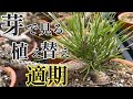 【黒松】もう迷わない!いつ植え替えますか?根が動き出すのは?【初心者】【盆栽】