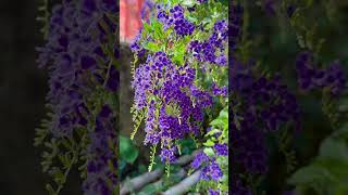 Hembusa Angin Ke Bunga Bunga #fypシ゚viral #asmrsounds #nature #flowers