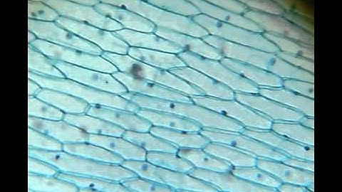 Using a webcam to convert an optical microscope into a digital microscope!