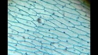 Using a webcam to convert an optical microscope into a digital microscope!