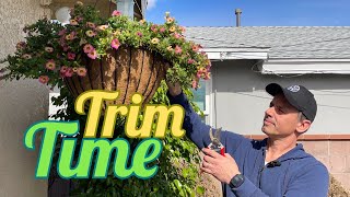 Easy Calibrachoa (Superbells) Hanging Basket Maintenance | Gardening with the Williams'