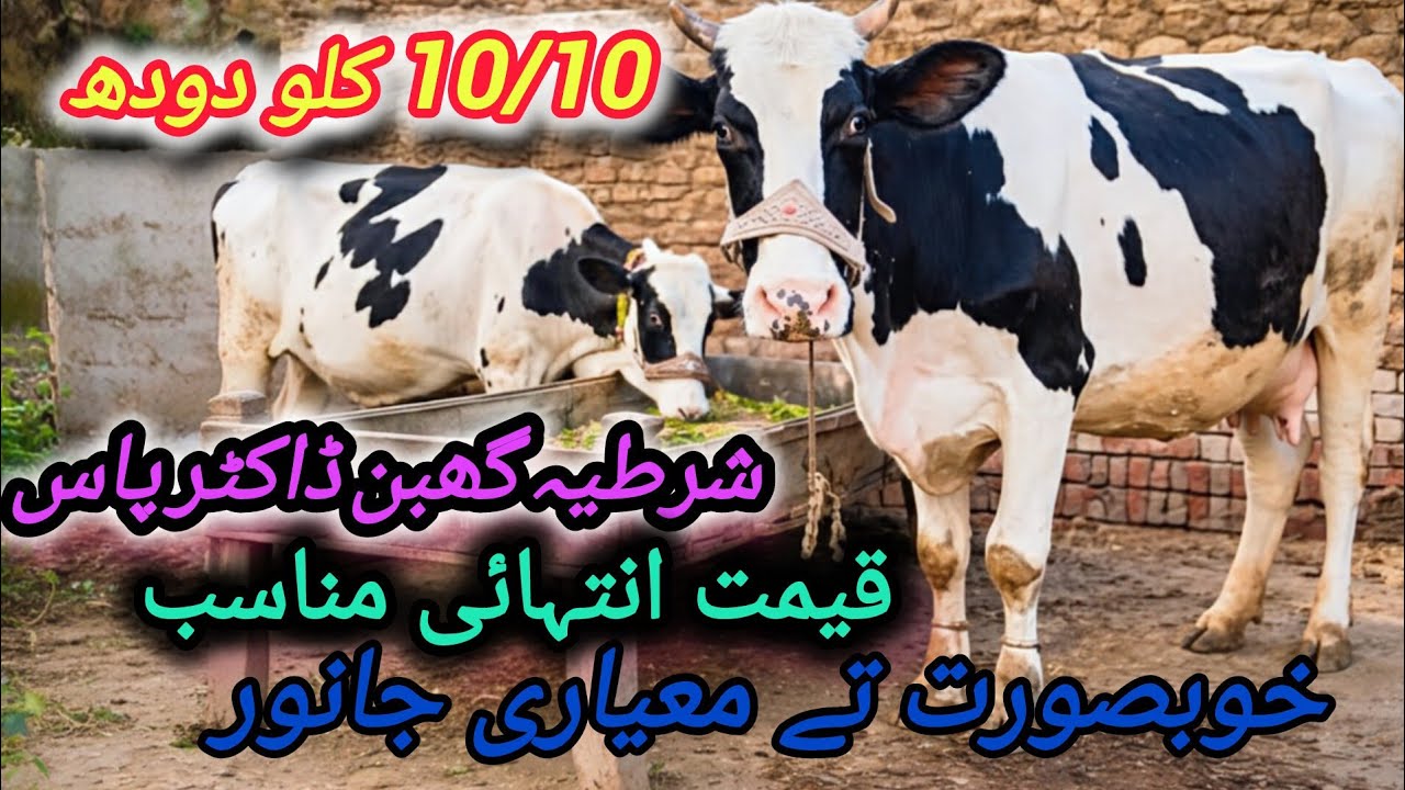 Friesian Chulastani Cross Cow for sale on YouTube in Pakistan | 27-12-25 (03420776155)(03261593955) 