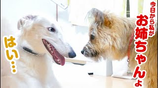 ポテが子犬の面倒を見ることになりました