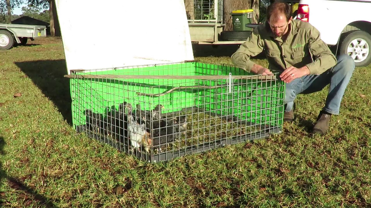 Grower coop for the Chicks YouTube