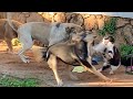 1 cat fighting against 3 dogs.