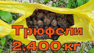 видео: Трюфели 2,400 кг. днес / Truffles 2,400 kg today картинка: Трюфели 2,400 кг. днес / Truffles 2,400 kg today