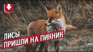 «Эй, не наглей!». На пикник к жителям Ставрополя пришли лисы, животные настойчиво просили еды «Эй, не наглей!». На пикник к жителям Ставрополя пришли лисы, животные настойчиво просили еды