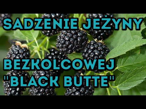 Wideo: Jeżyny w ogrodach strefy 4 – porady dotyczące uprawy jeżyn w strefie 4