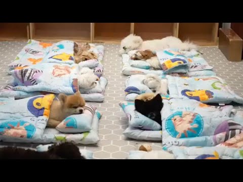 Video: 120 Indrukwekkende Duitse hondennamen