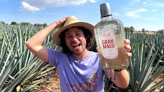 GRAN MALO: Tequila sabor a tamarindo | ¿Cómo se hace y por qué es TAN DELICIOSO? 🤤🥃