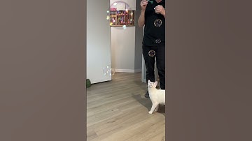 Smudge Experiences Awe and Wonder at Catnip Bubbles 🫧🫧🫧