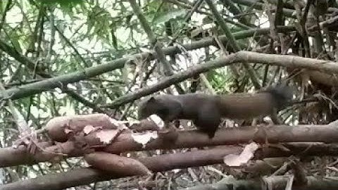 Tiếng sóc bông kêu mồi chuẩn + săn bắn sóc bụng đỏ hay nhất 2023