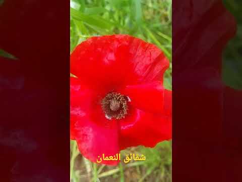 شقائق النعمان Windflower 