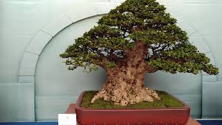 Bonsai đạt giải huy chương vàng lễ hội bonsai châu Á Thái BÌnh DƯơng