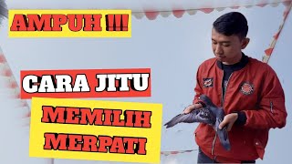 Tips memilih merpati tinggian yang bagus || versi merpati br