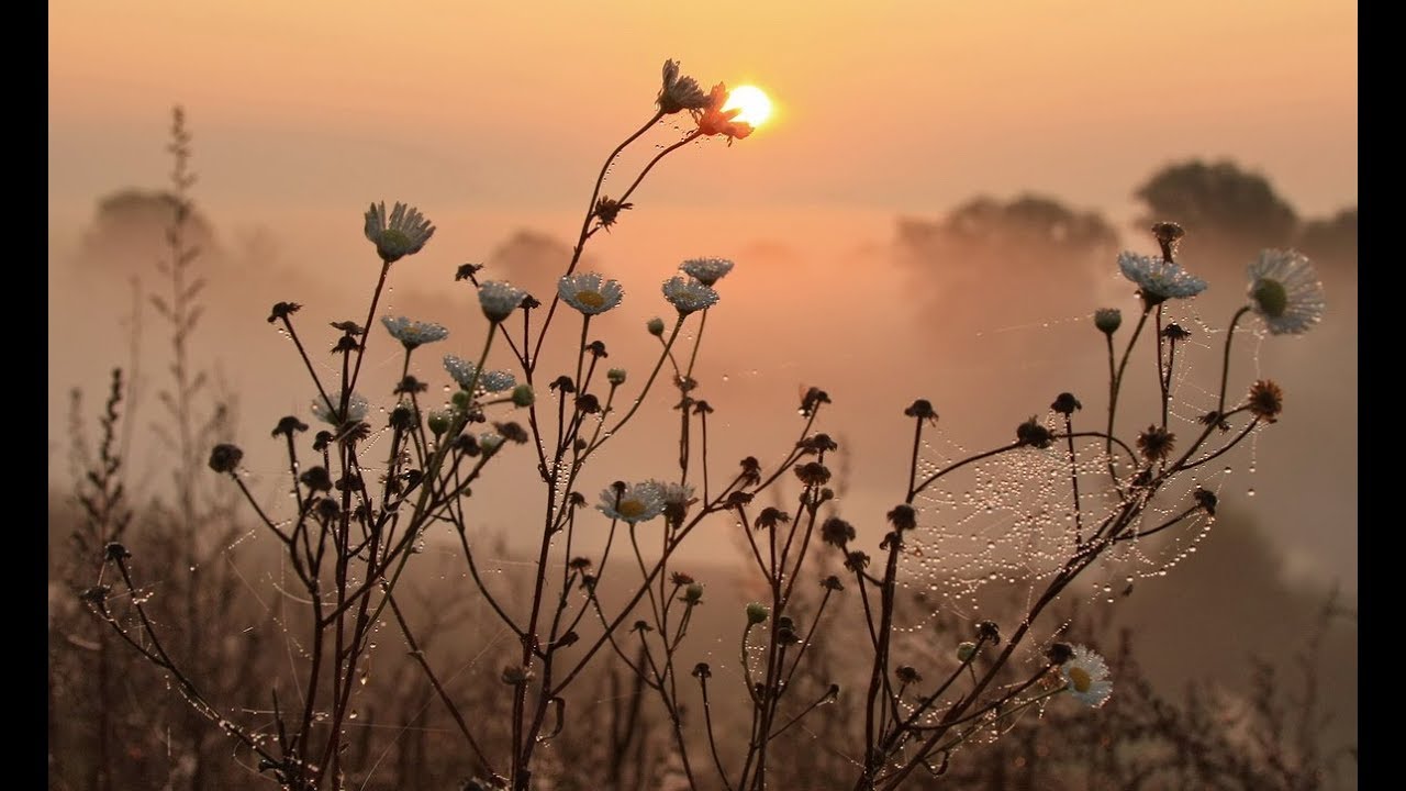Рассвет туман роса. Весенний закат. Цветы в тумане. Нежный рассвет. Нежность природа.