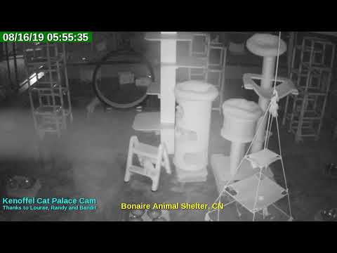 video editing software free Animal Shelter Bonaire Live Stream