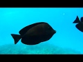 Hurghada Egypt Red Sea, Хургада, Египет, Батискаф, Рыбки, Красное море