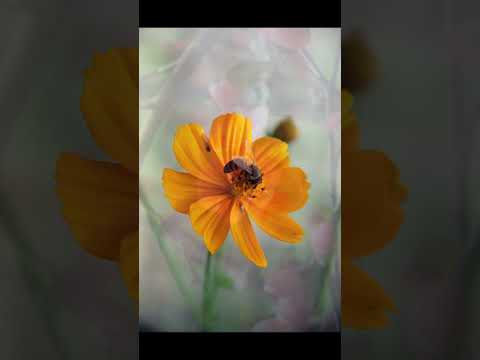 Entarimin Cimcimi Bilemedim İnci Mi Türküsü Eşliğinde Estetik çiçek Enstantaneleri