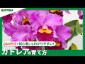 ☘149:カトレアの育て方｜栽培に適した場所は？キレイな花を咲かせるコツは？水やりや肥料など日々の管理もご紹介 【PlantiaQ&A】植物の情報、育て方をQ&A形式でご紹介