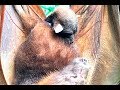 Little Red Flying-Fox gives birth:  Sky and Jake