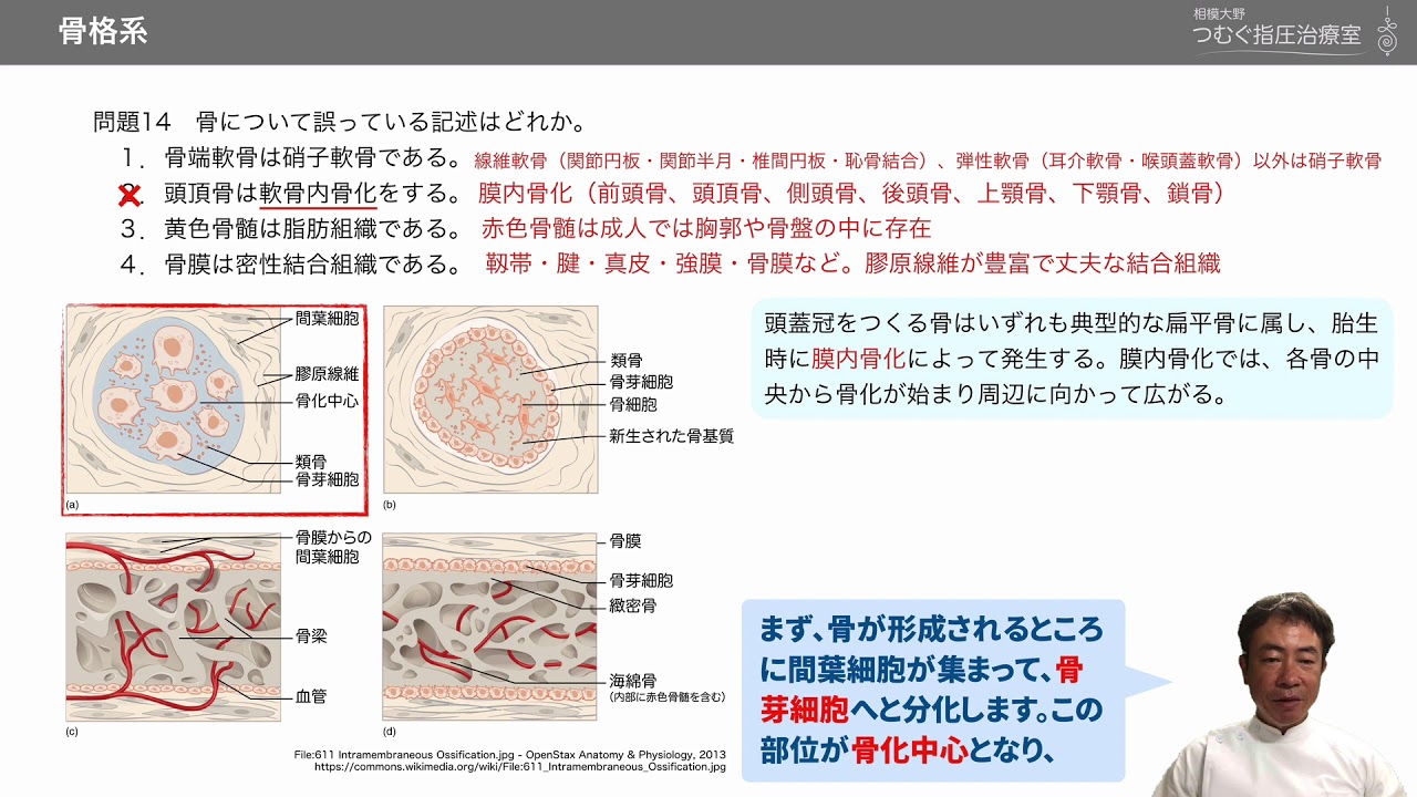 骨について誤っている記述はどれか １ 骨端軟骨は硝子軟骨である ２ 頭頂骨は軟骨内骨化をする ３ 黄色骨髄は脂肪組織である ４ 骨膜は密性結合組織である 黒澤一弘 Note