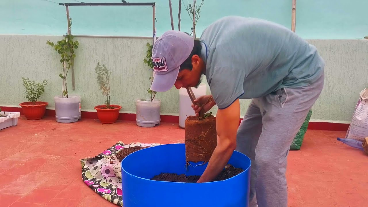 قمت بنقل شجرة الأفوكادو والتين إلى إناء أكبر