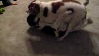 Dogs Doing It Human Style! - YouTube
