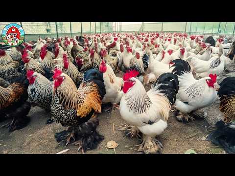 Élevage de poules Brahma géantes - Comment les éleveurs élèvent des millions de poules Brahma pou...