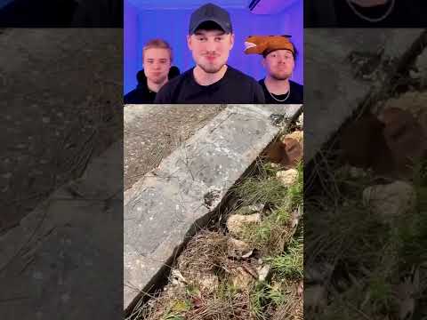 #Funny #Animals
