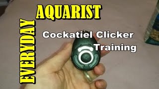 How To Clicker Train a Cockatiel