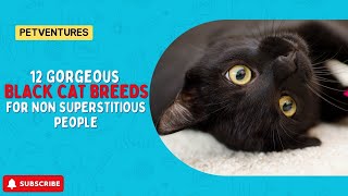 12 Gorgeous BLACK CAT BREEDS For NON SUPERSTITIOUS People 12 Gorgeous BLACK CAT BREEDS For NON SUPERSTITIOUS People